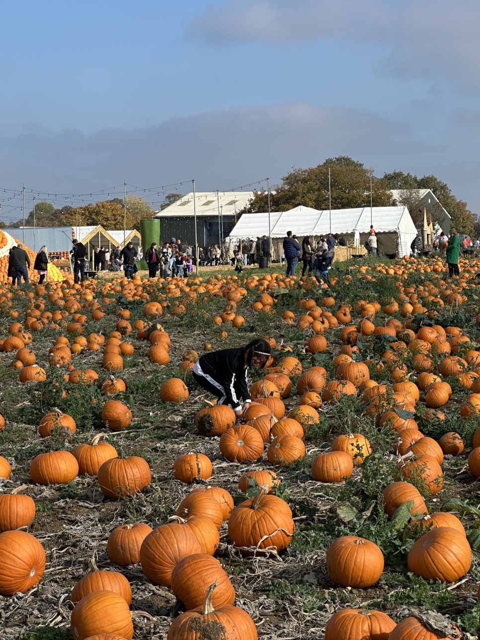 영국 일상 기록 22 - 할로윈에 진심인 영국 (Hatter's Farm, Halloween at Kew)