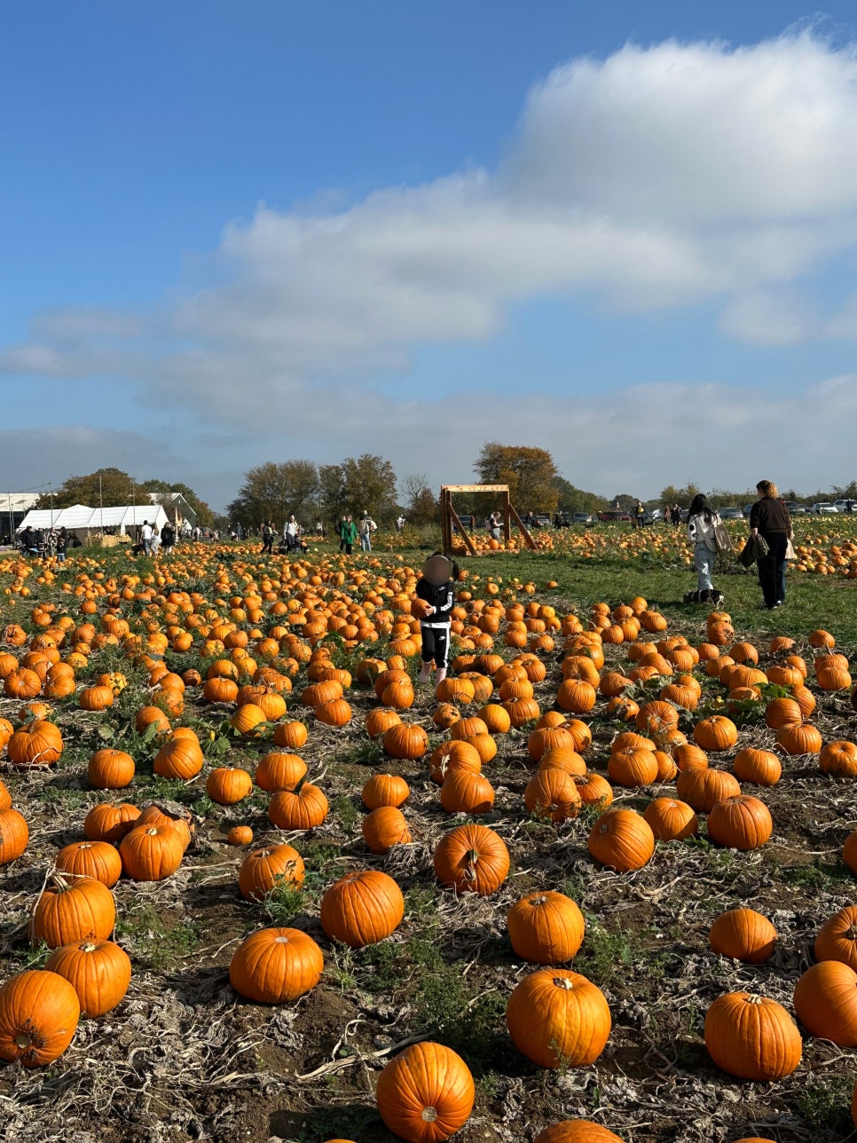 영국 일상 기록 22 - 할로윈에 진심인 영국 (Hatter's Farm, Halloween at Kew)