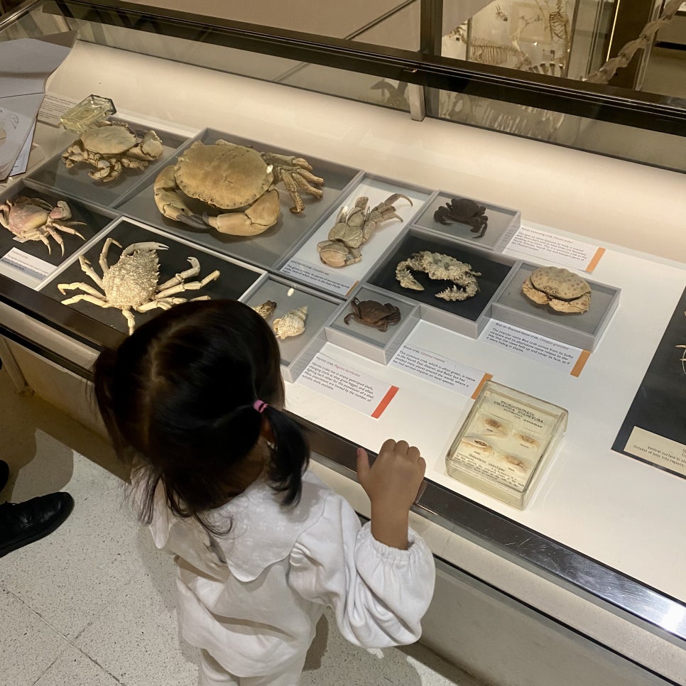 영국 일상 기록 7 (캠브리지 일상, 캠브리지 대학교 freshers' fair, 캠브리지 동물학 박물관 Museum of Zoology)
