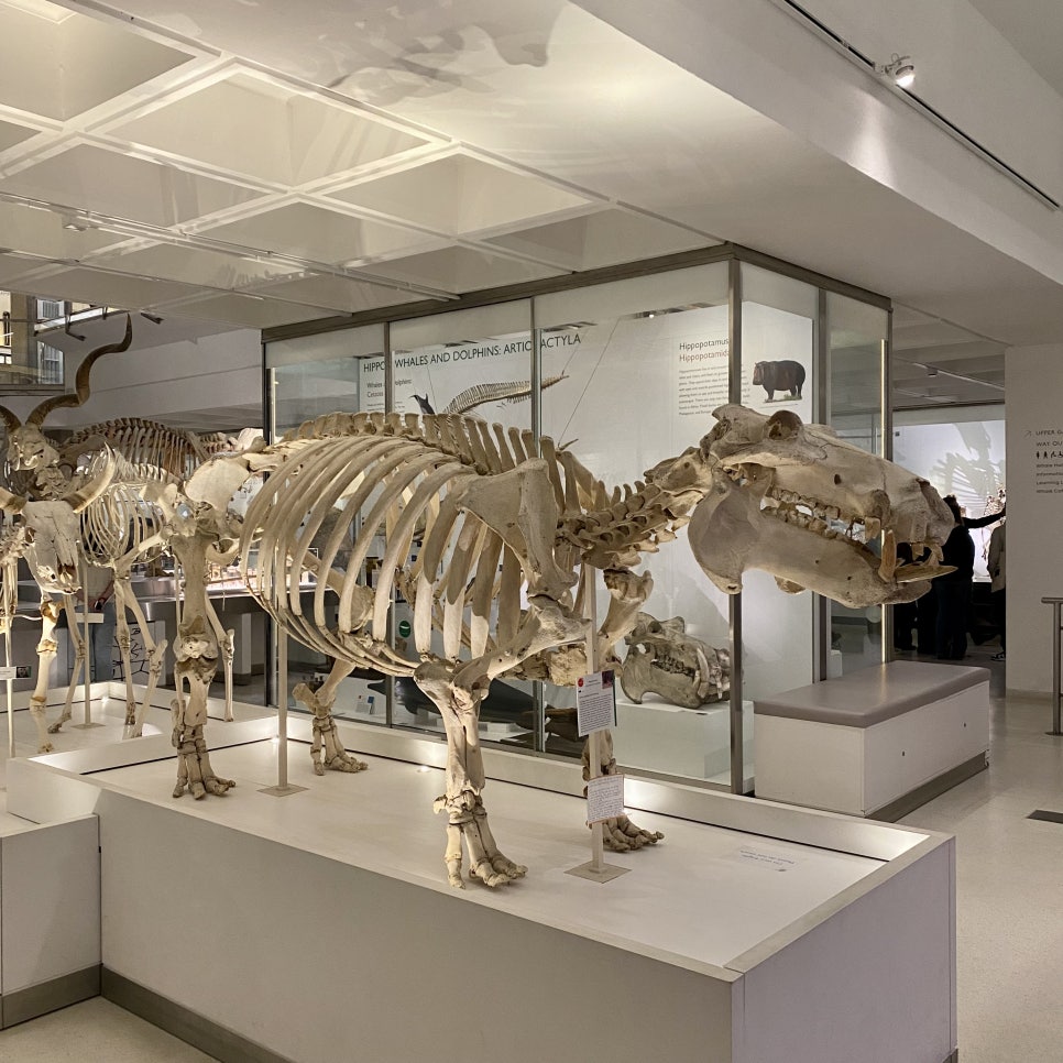 영국 일상 기록 7 (캠브리지 일상, 캠브리지 대학교 freshers' fair, 캠브리지 동물학 박물관 Museum of Zoology)