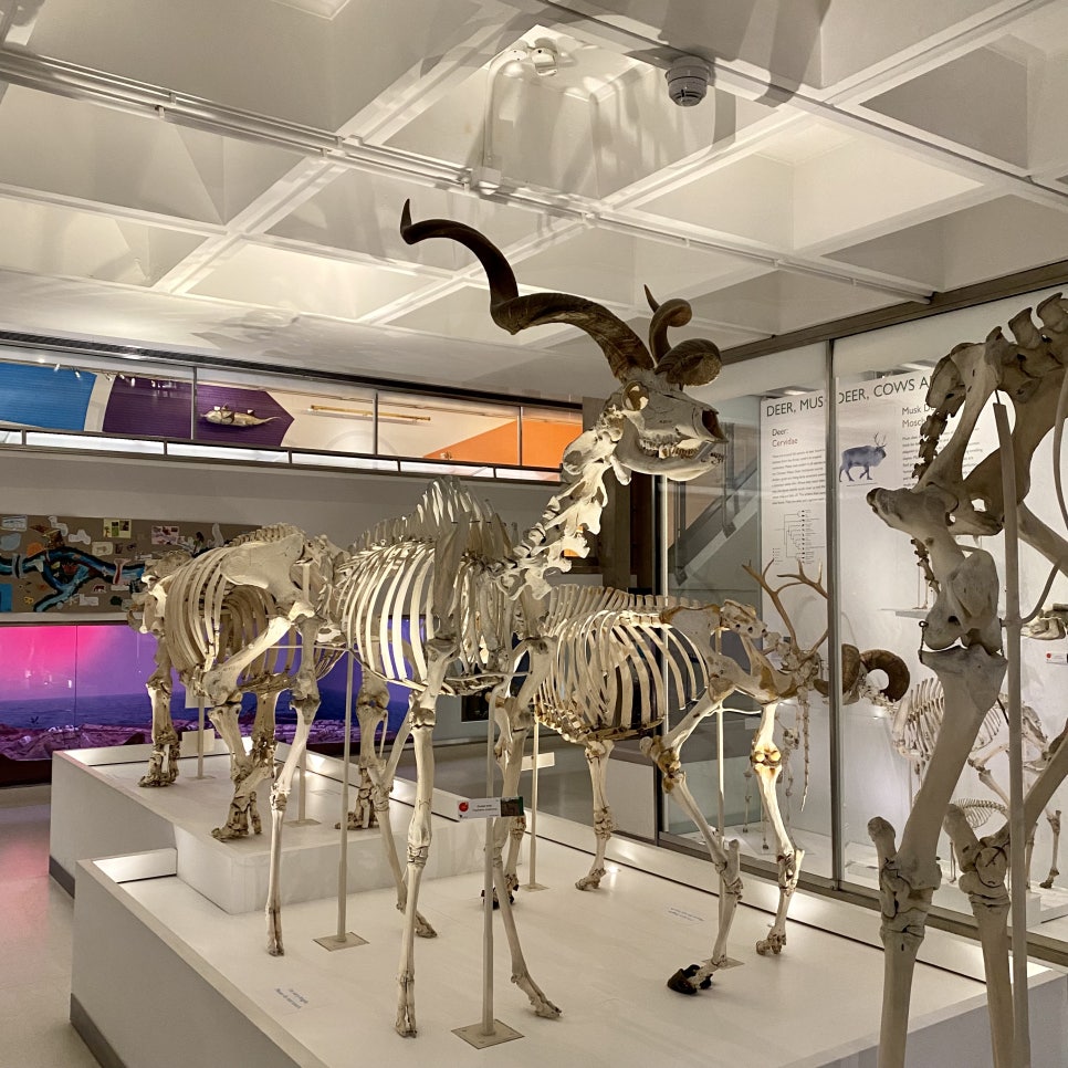 영국 일상 기록 7 (캠브리지 일상, 캠브리지 대학교 freshers' fair, 캠브리지 동물학 박물관 Museum of Zoology)