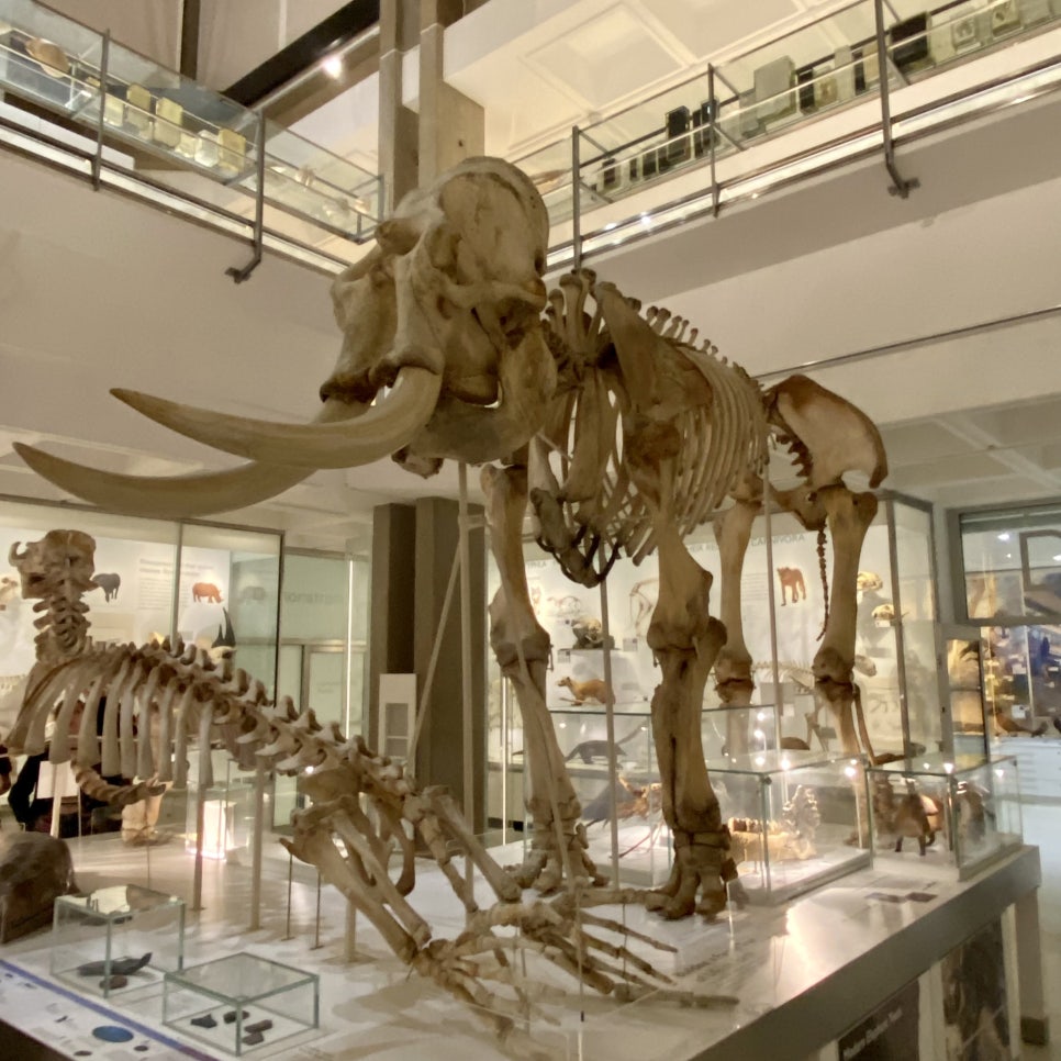영국 일상 기록 7 (캠브리지 일상, 캠브리지 대학교 freshers' fair, 캠브리지 동물학 박물관 Museum of Zoology)