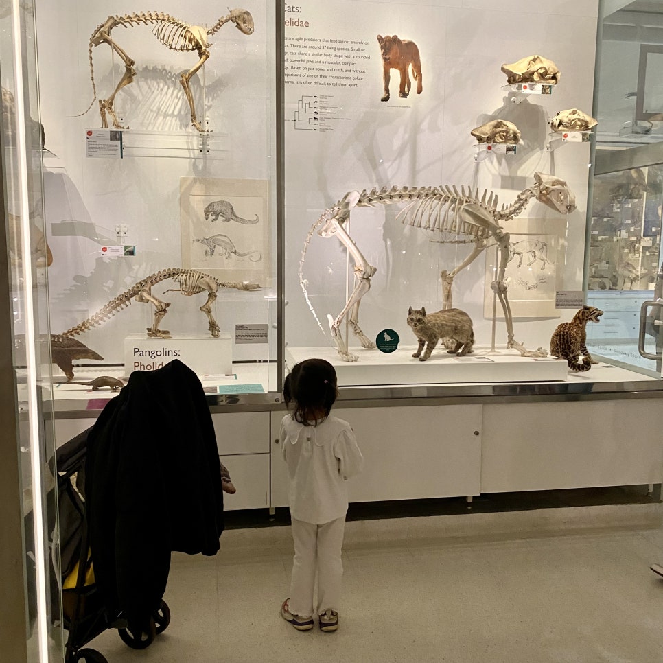 영국 일상 기록 7 (캠브리지 일상, 캠브리지 대학교 freshers' fair, 캠브리지 동물학 박물관 Museum of Zoology)