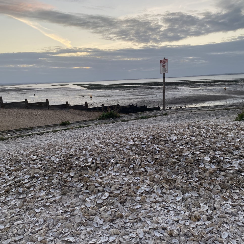 영국 일상 기록 6 (캔터베리 여행, whitstable)